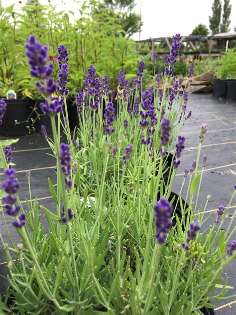 Lavender Lavandula Angustifolia Horlings Plants