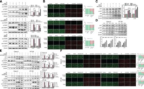 Frontiers Giardia Duodenalis Induced G0g1 Intestinal Epithelial Cell