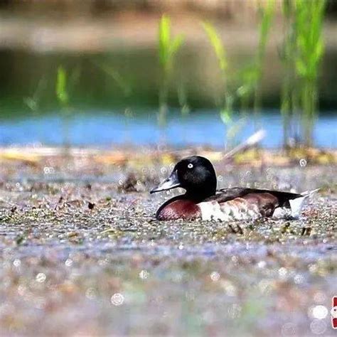 白洋淀鸟类繁殖季首现全球极危物种青头潜鸭湿地林草动物