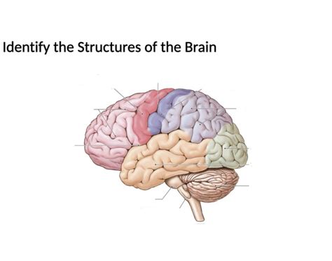 Brain Lobes Anatomy Quiz