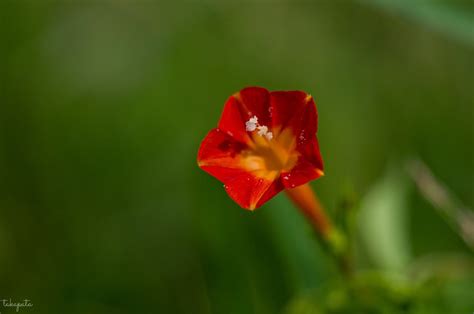 Red Morning Glory Ipomoea coccinea マルバルコウ takapata Flickr