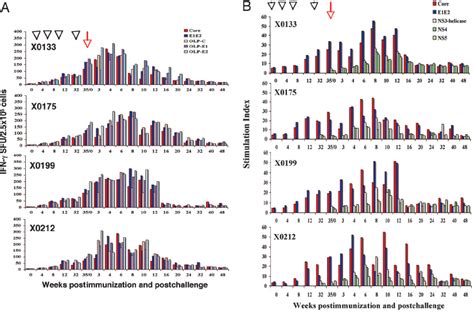 Time Course And Magnitude Of Hcv Specific T Cell Immune Responses