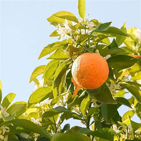 Navel Orange Tree Plants Express