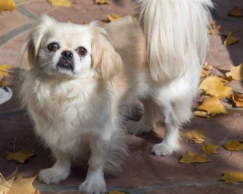 Собаки породы Пекинес - ICA.DOG
