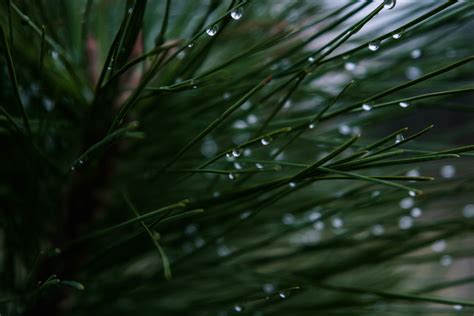 Free Images Tree Water Nature Grass Branch Dew Growth Sunlight