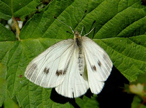 Pieris r. rapae - The Cabbage Butterfly