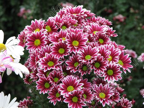 Фото "Двухцветные хризантемы Ту Тон Пинк (Two Tone Pink) на клумбе НБС ...