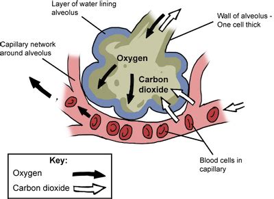 Alveoli Gas Exchange Animation