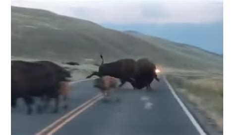 Another Angry Bison Bout in Yellowstone is a Warning