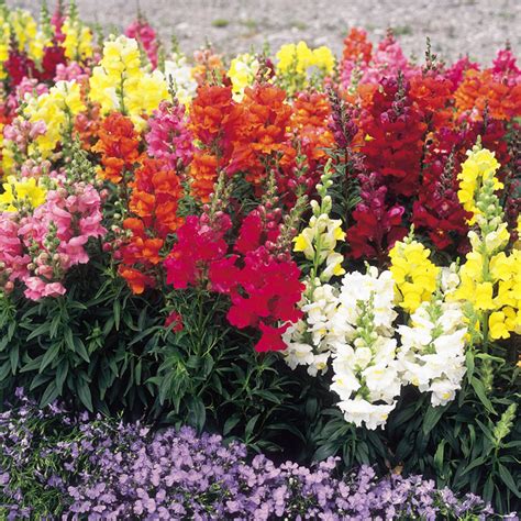 Antirrhinum Sonnet Mixed F1 Seeds Dobies