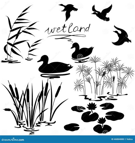 Wetland Plants And Birds Set Stock Vector Illustration Of Mallard