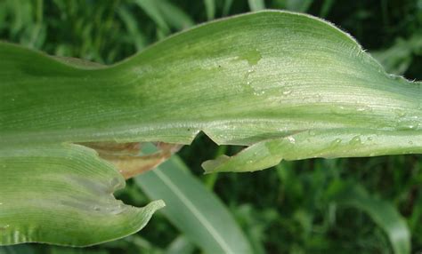 Solving Calcium Deficiency For Better Quality Crops Mossel Bay Advertiser