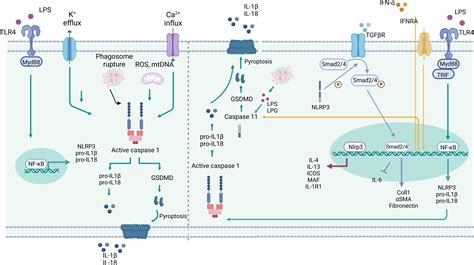 Frontiers Cell Type Specific Roles Of Nlrp Inflammasome Dependent