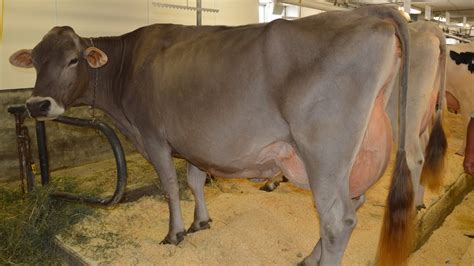 Brown Swiss Dairy Cattle Well Balanced High Milk Volume Youtube