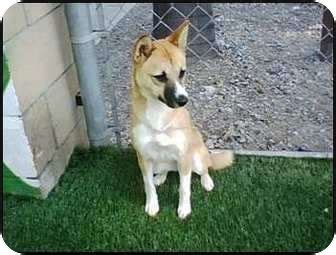 Foxie | Adopted Puppy | 7773 | Encino, CA | Shiba Inu/Basenji Mix