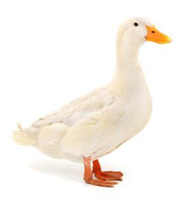 Pekin Duck: Complete Breed Guide - Raising Ducks