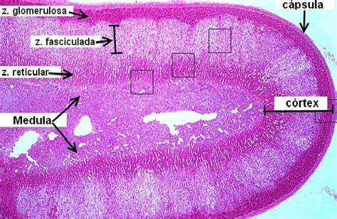 adrenal - Histologia I