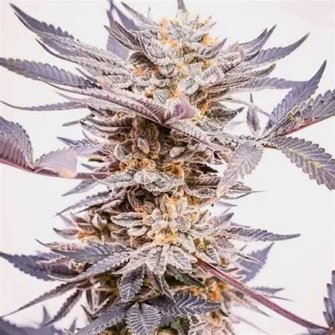 United Cannabis Seeds Grand Daddy Purple Autoflower Leafly