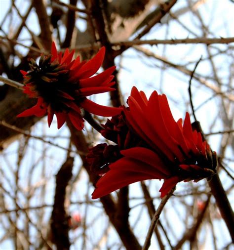 Images Gratuites Arbre La Nature Branche Fleur Ciel Lumi Re Du