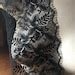Black Leavers Chantilly Lace Eyelash Lace For Masks Veils Lingerie Ch Etsy