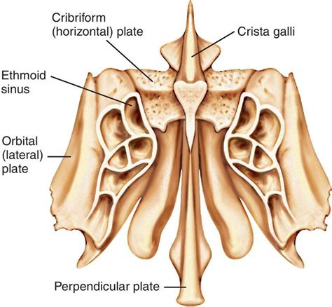 Full Size Picture Ethmoid Bone Anatomy Bones Human Anatomy And