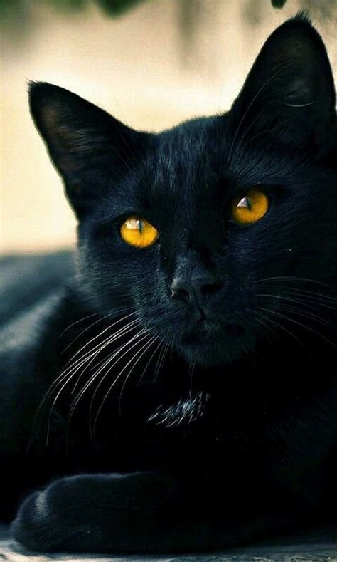 Black Kittys By Sherry Rooty Beautiful Cats Cats Black Cat Aesthetic