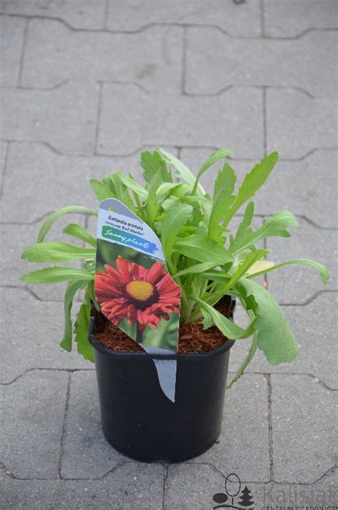 Gaillardia Aristata Arizona Red Shades Gailardia O Cista