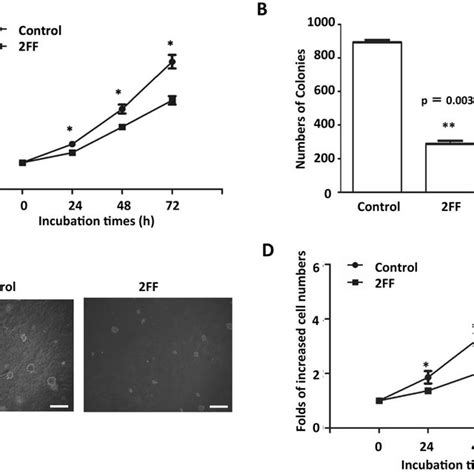 Effects Of Ff Treatment On Cell Proliferation Hepg And Hela Cells