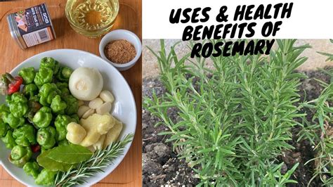 Uses And Amazing Health Benefits Of Rosemary Youtube