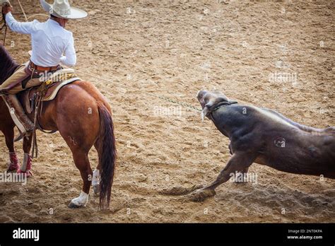 A Charreada Mexican Rodeo At The Lienzo Charro Zermeno Guadalajara