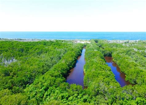 Terreno En Venta Frente Al Mar En Dzilam De Bravo M De Playa