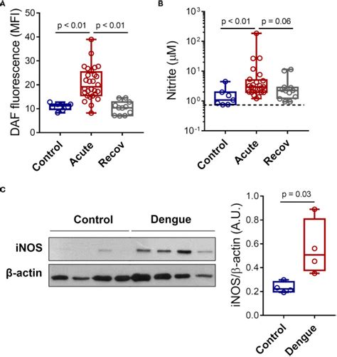 Dengue Induces Inos Expression And Nitric Oxide Synthesis In Platelets