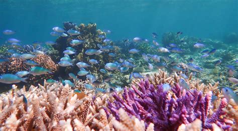 The Importance Of Protecting Coral Reefs Coral Guardian