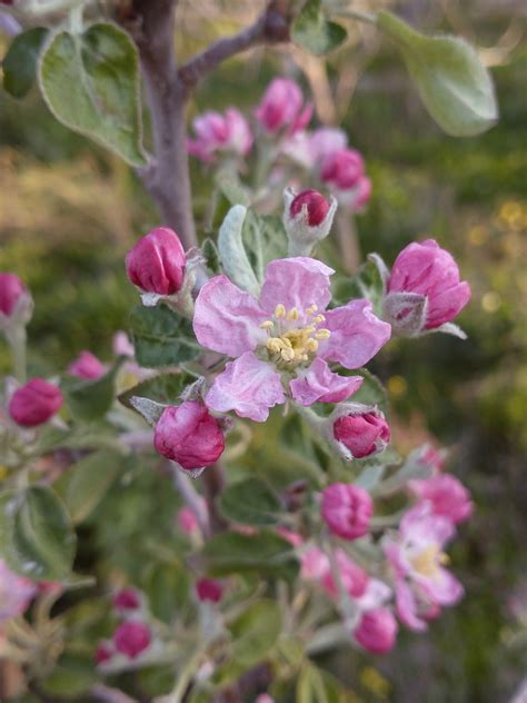 Are There Any Reliably Deer Resistant Fruit Trees and Shrubs