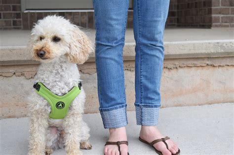 Visible Mending Hemming Jeans Patchwork And Poodles