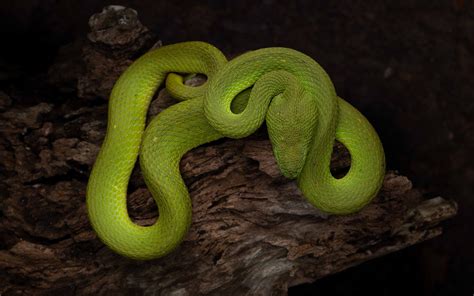 Insular Pit Viper - Trimeresurus insularis — HongKongSnakeID.com