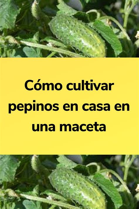 Cómo cultivar pepinos en casa en una maceta Huerto de frutales