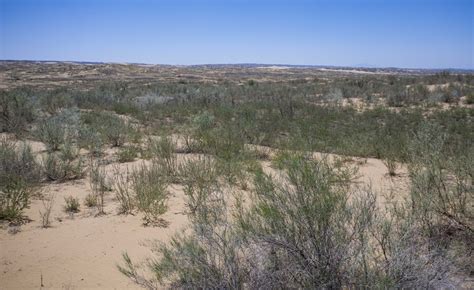 Inpics Desert Turns Into Oasis In Nw China Xinhua