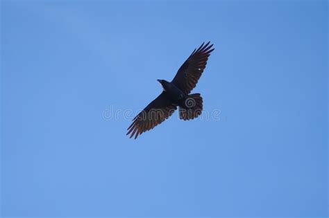 Common Raven Flying in the Sky Stock Photo - Image of resting, flock ...