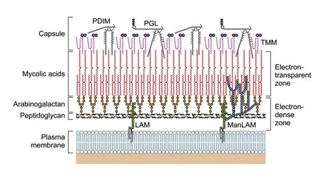 Mycobacterium Leprae Habitat Morphology Pathogenesis Treatment Biology Notes Online