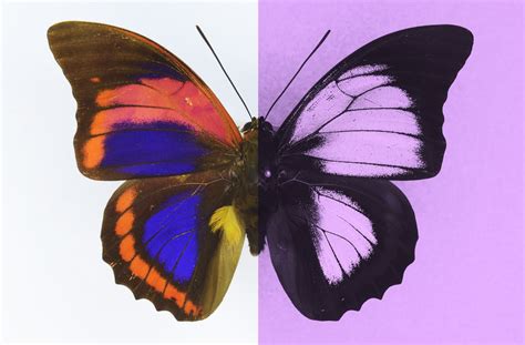 The Colors They See The Hidden Colors Of Butterflies