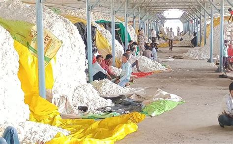 Cotton Market Opened After Two Days Arrival Of 7300 Quintals दो दिन के बाद खुली कपास मंडी