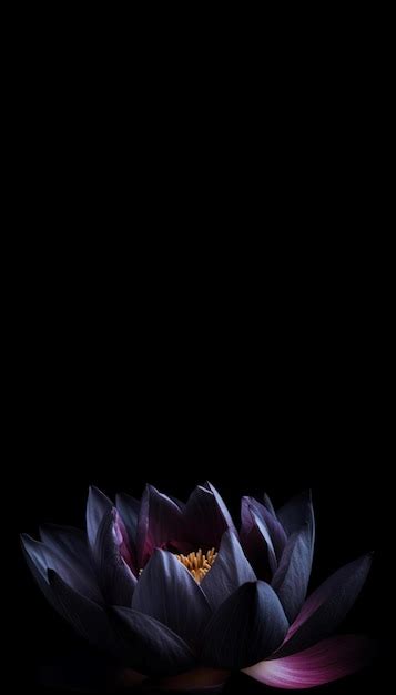 Black Lotus Flower Wallpaper