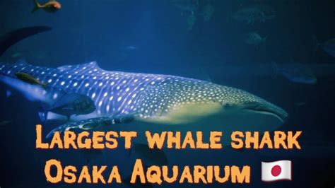 Biggest Whale Shark Osaka Japan Aquarium KAIYUKAN 9 meters Deep 海遊館