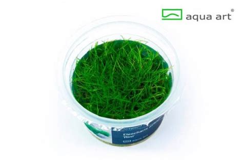 Eleocharis Acicularis Mini In Vitro Your Aquahouse