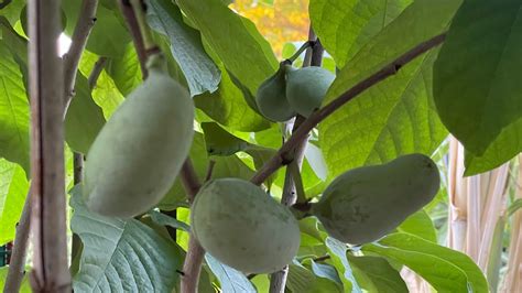 Growing Pawpaw In Las Vegas YouTube