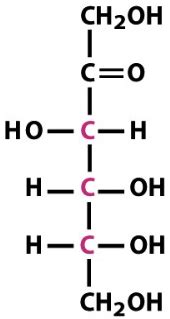 UE 2 Biochimie Glucides Cartes Quizlet