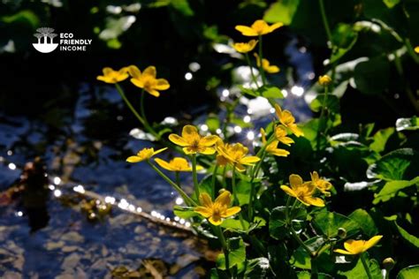 How To Identify Propagate Marsh Marigold Caltha Palustris