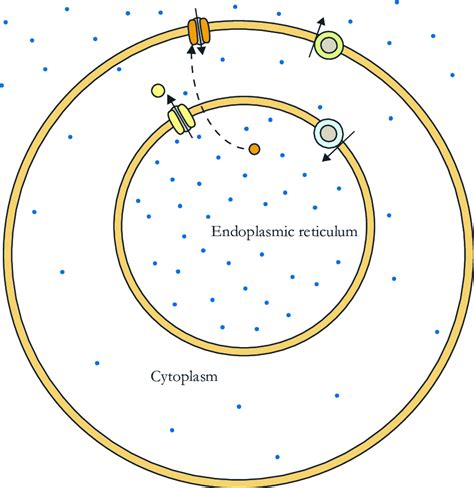 2 A Summary of the Ca 2+ signaling model shows three compartments that ...