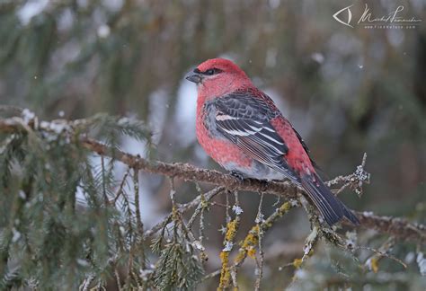 Findnature Photos Durbec Des Sapins Pine Grosbeak Pinicola